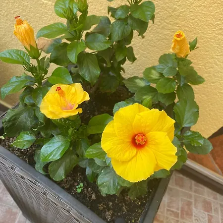 Oda ve Kahvaltı Toscana Panzio Zalacsány