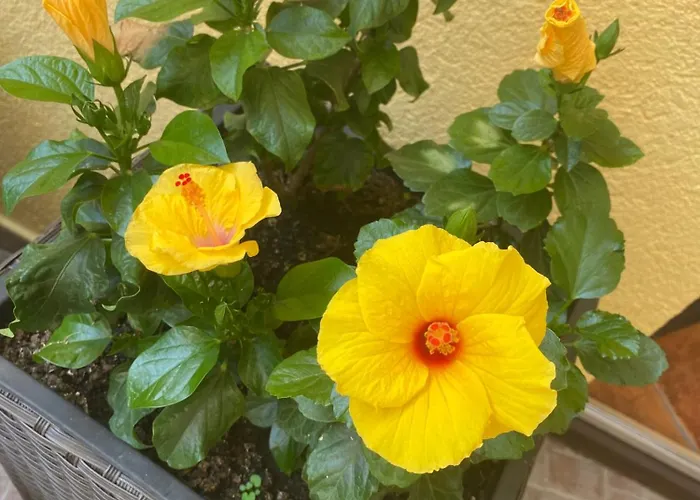 Bed and breakfast Toscana Panzió Zalacsány